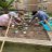 Gardening at Woods Park